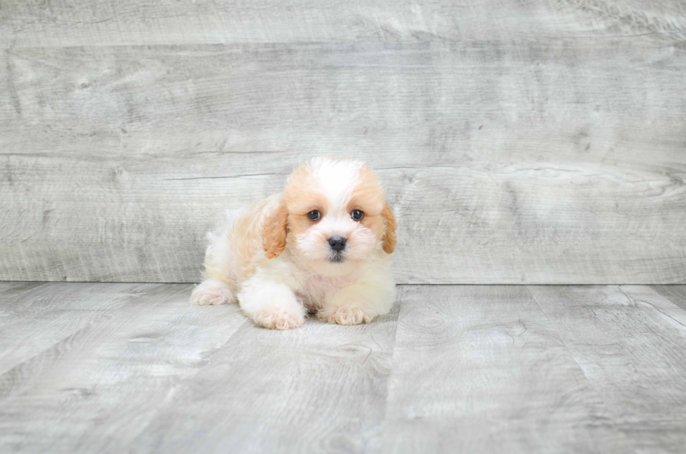 Cute Cavachon Baby