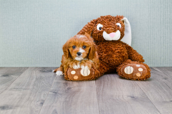 Playful Cavoodle Poodle Mix Puppy