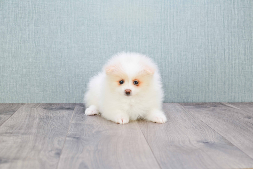 Small Pomeranian Baby