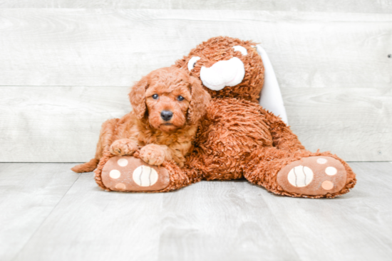 Petite Mini Goldendoodle Poodle Mix Pup