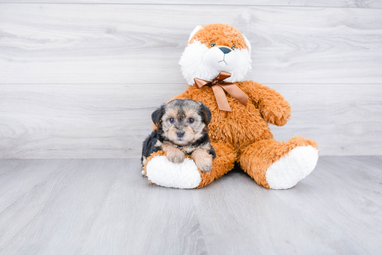 Happy Yorkie Poo Baby