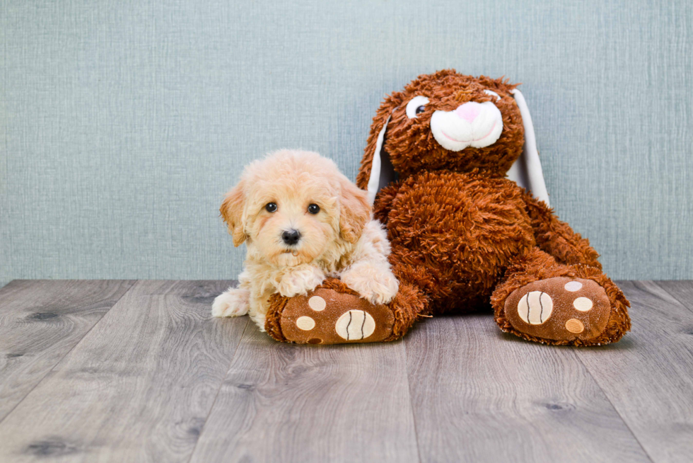 Friendly Cavapoo Baby