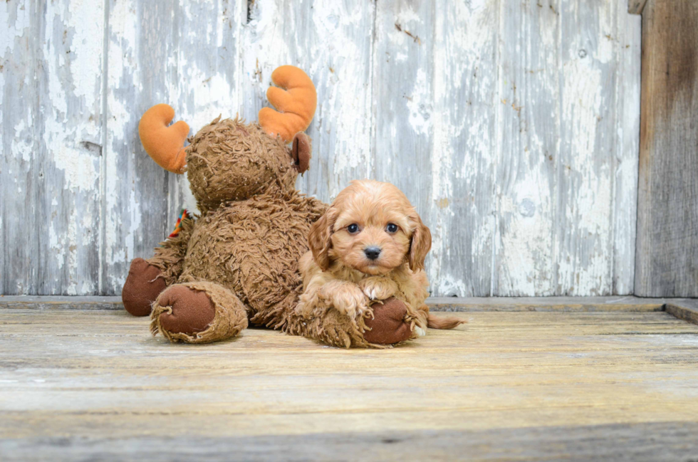 Best Mixed Breed Baby