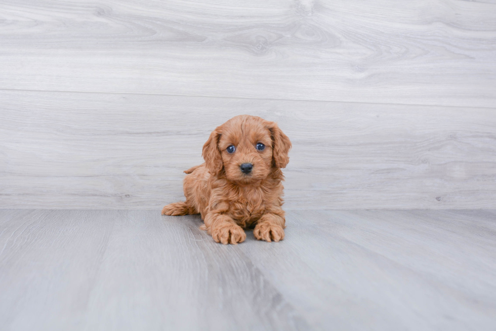 Cavapoo Pup Being Cute