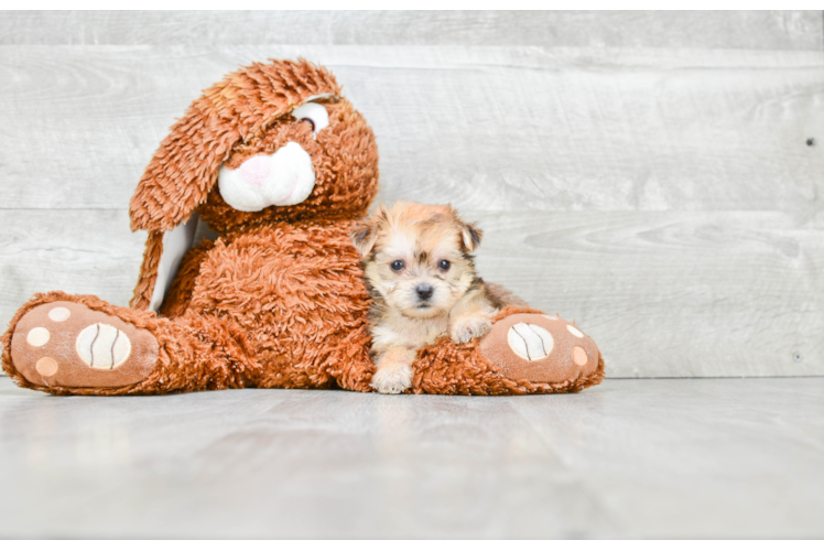 Small Morkie Baby