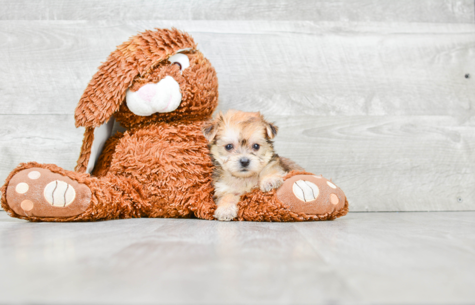 Small Morkie Baby