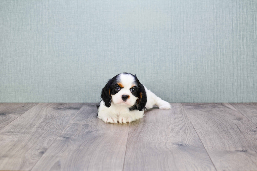 Cavalier King Charles Spaniel Pup Being Cute