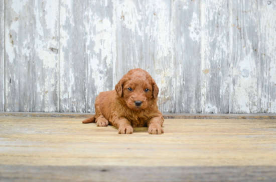 Funny Mini Goldendoodle Poodle Mix Pup