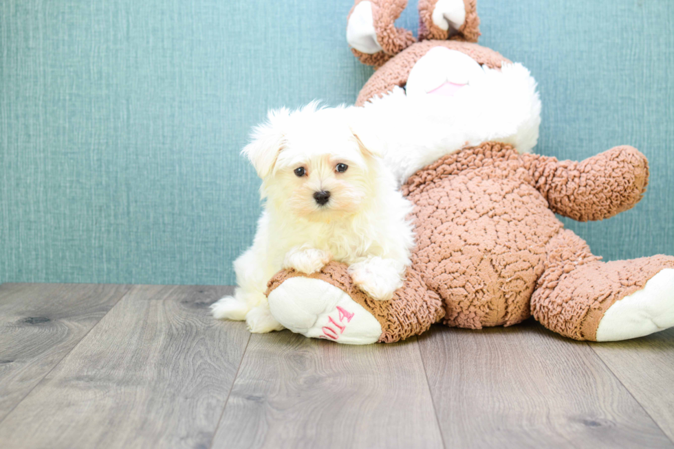 Playful Maltese Baby