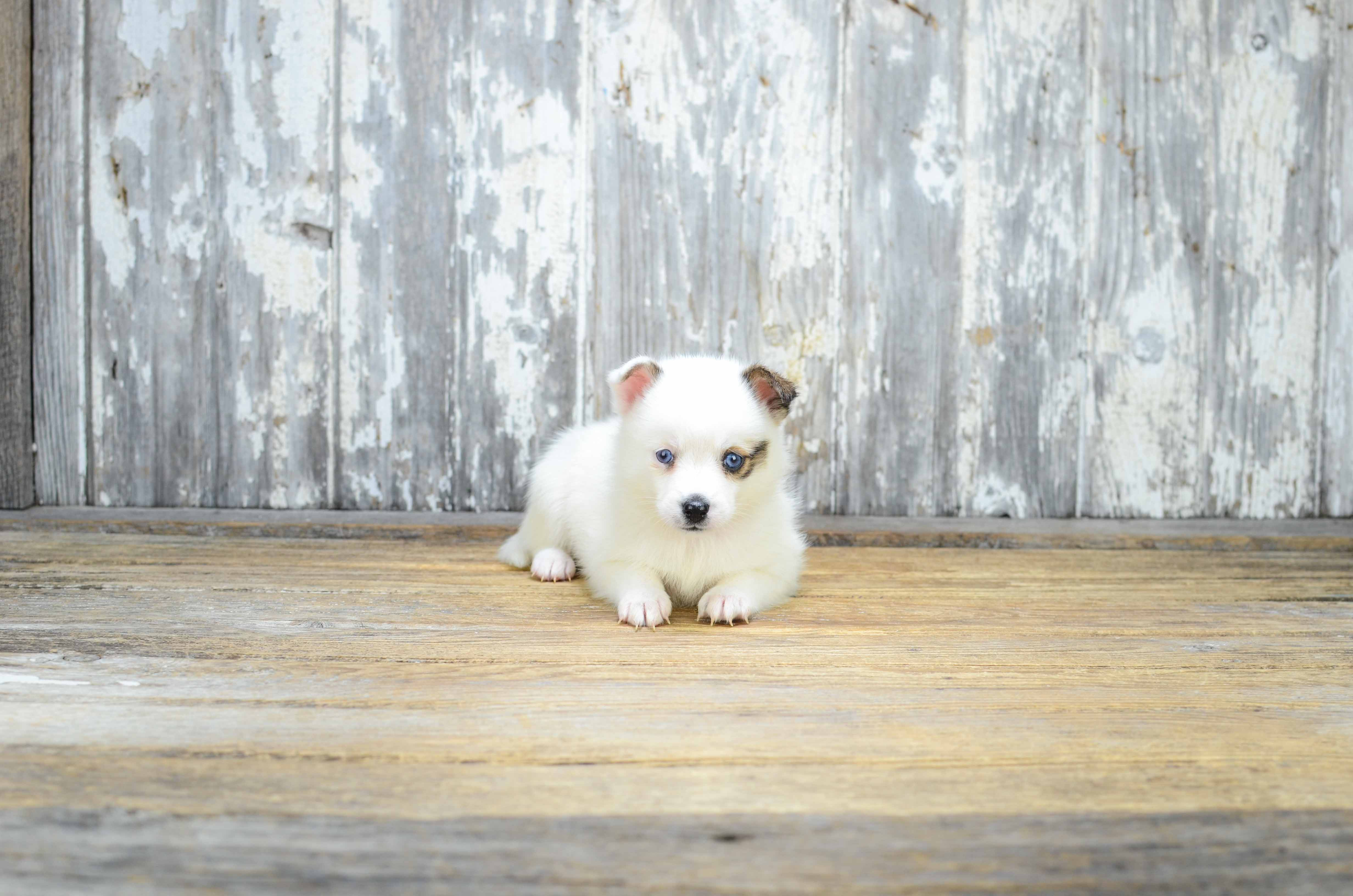 Best Pomsky Baby