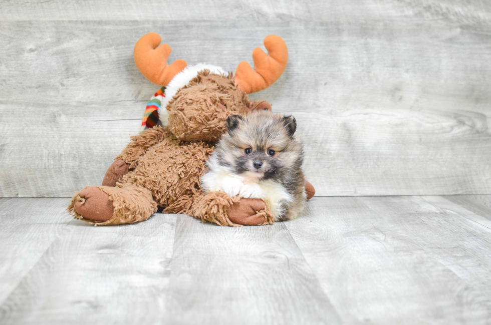 Adorable Pomeranian Purebred Puppy