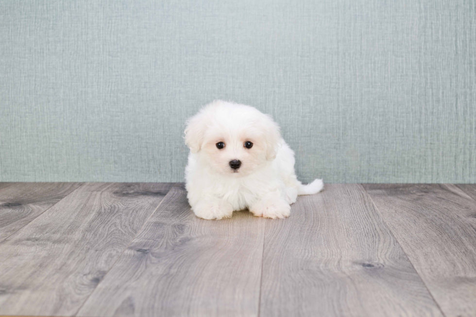 Best Maltipoo Baby