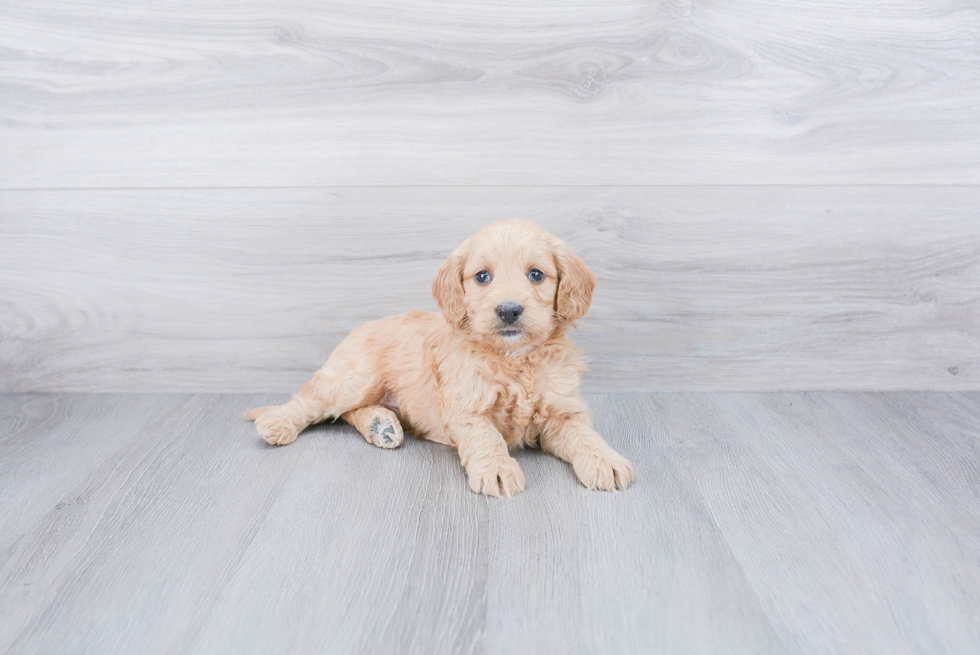 Mini Goldendoodle Puppy for Adoption