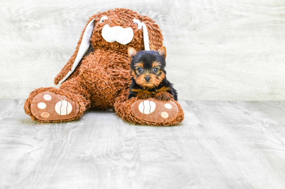 Meet Ronaldo - our Yorkshire Terrier Puppy Photo 