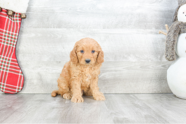 Little Golden Retriever Poodle Mix Puppy