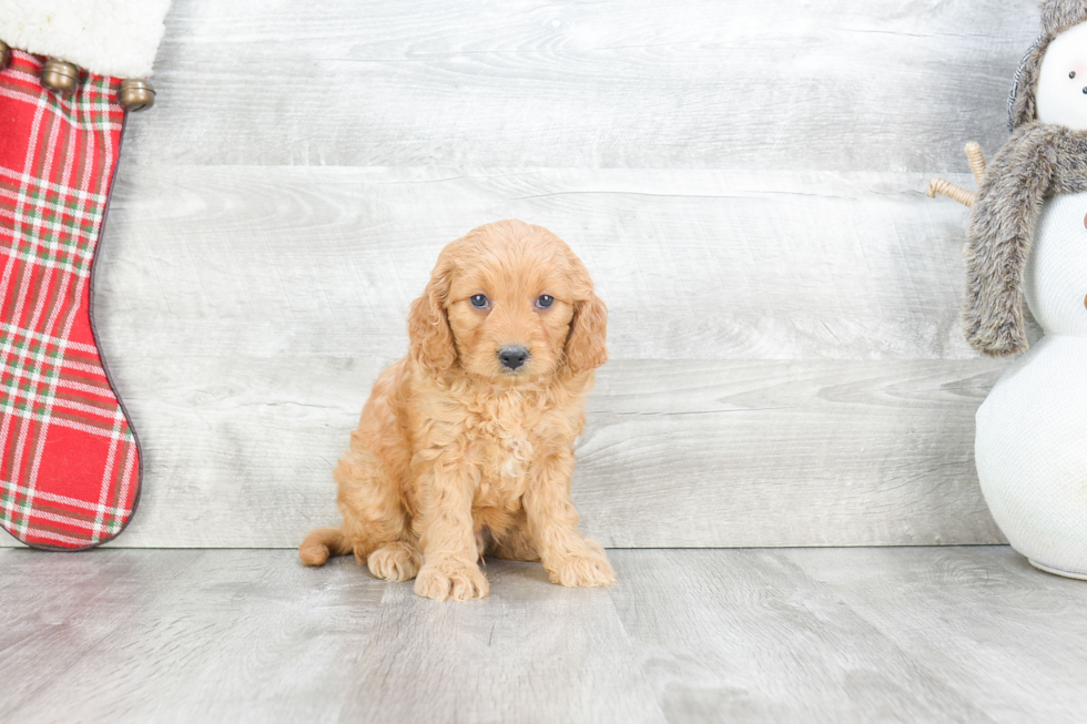 Little Golden Retriever Poodle Mix Puppy