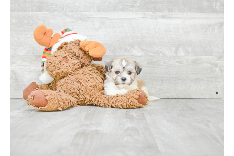 Friendly Havanese Purebred Pup