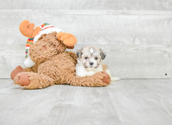 Friendly Havanese Purebred Pup