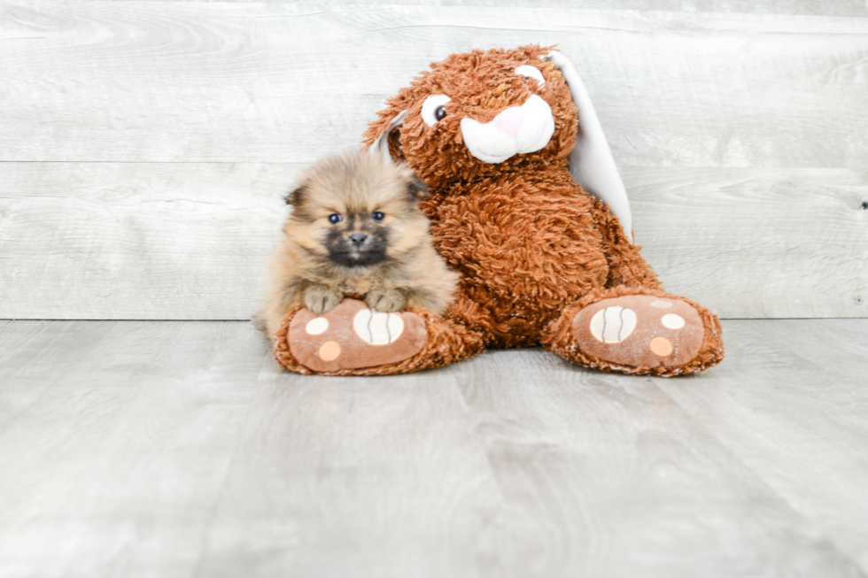 Hypoallergenic Pomeranian Baby