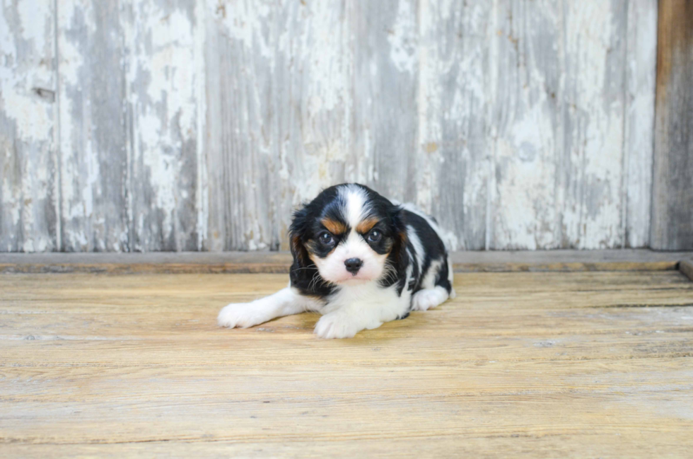 Happy Cavalier King Charles Spaniel Purebred Puppy