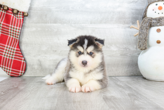 Small Pomsky Baby