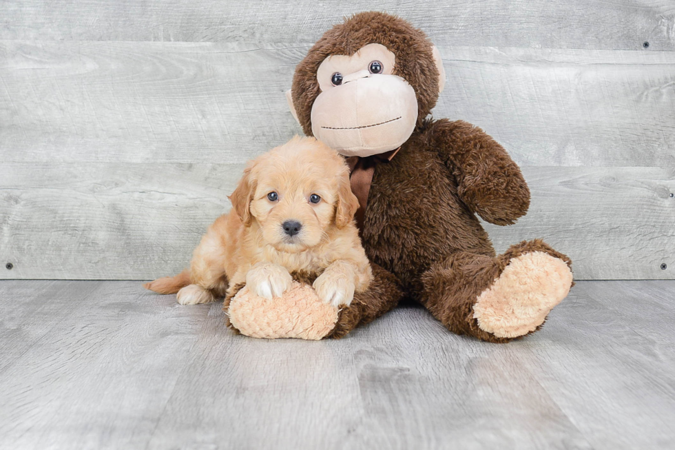 Best Mini Goldendoodle Baby