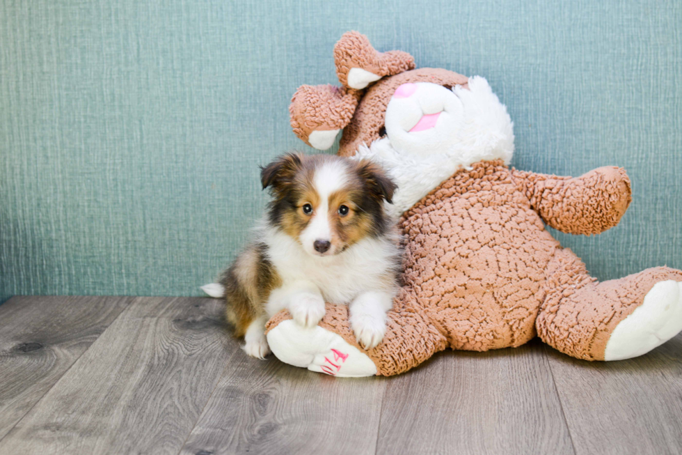 Cute Sheltie Mix Puppy