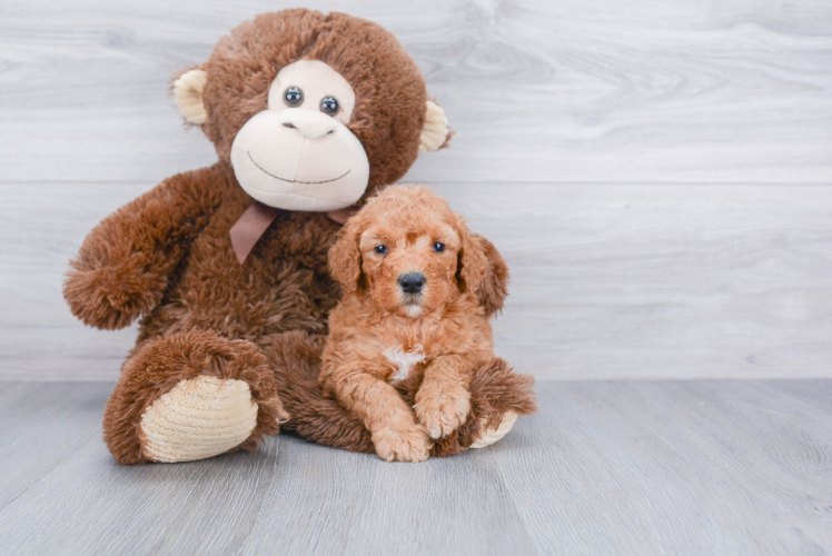 Cute Mini Goldendoodle Baby