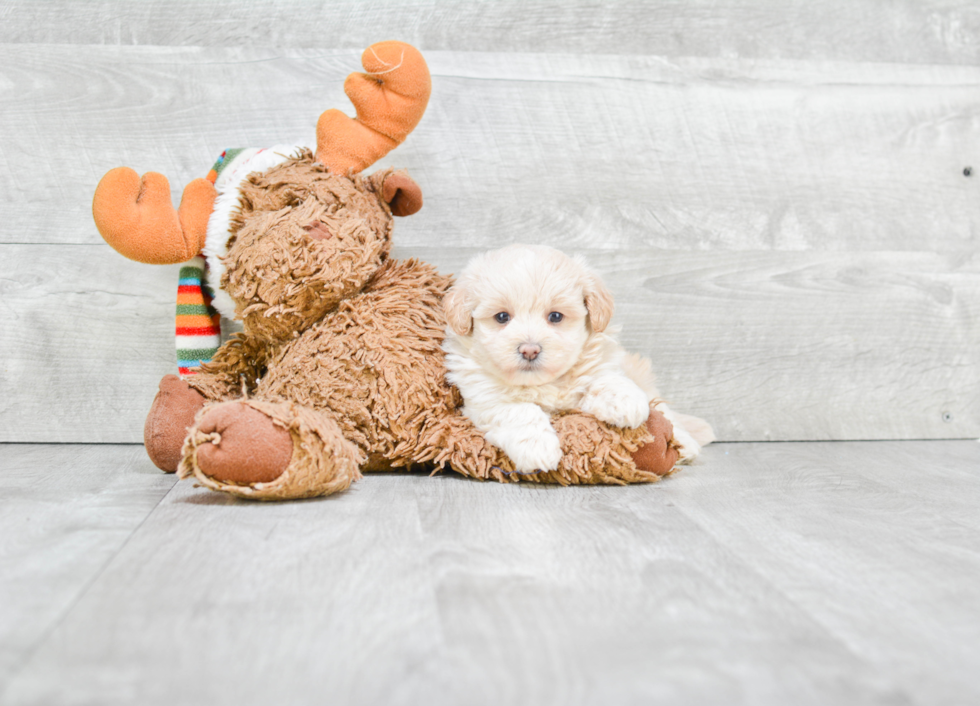 Happy Maltipoo Baby