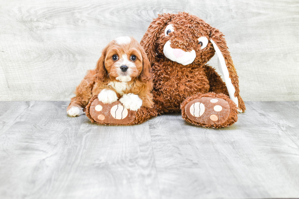 Cavapoo Puppy for Adoption