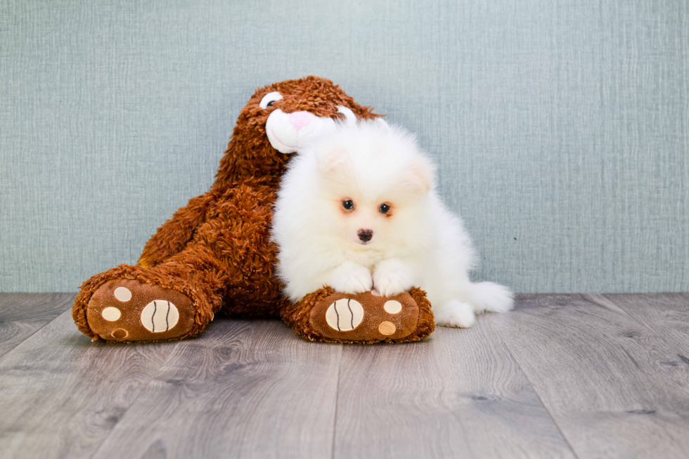 Small Pomeranian Purebred Pup