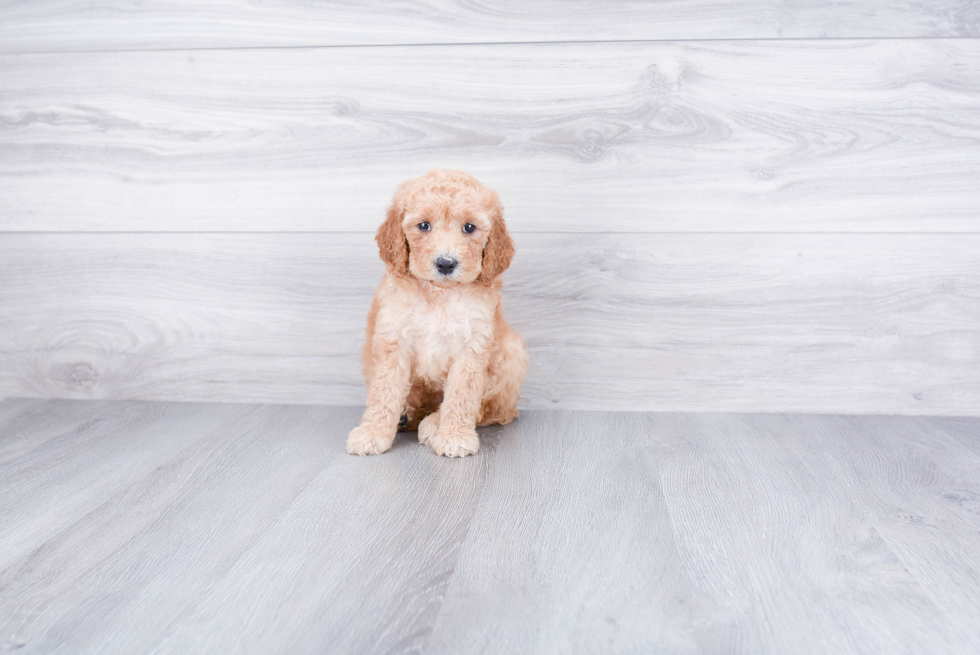 Mini Goldendoodle Puppy for Adoption