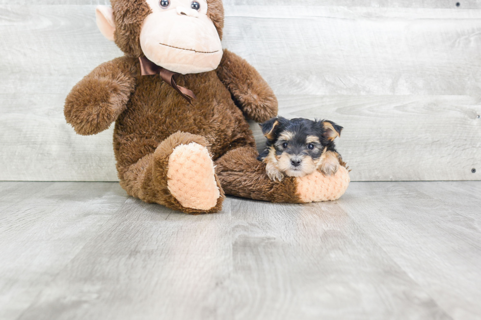 Adorable Yorkie Designer Puppy