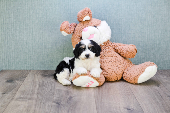 Cavachon Puppy for Adoption