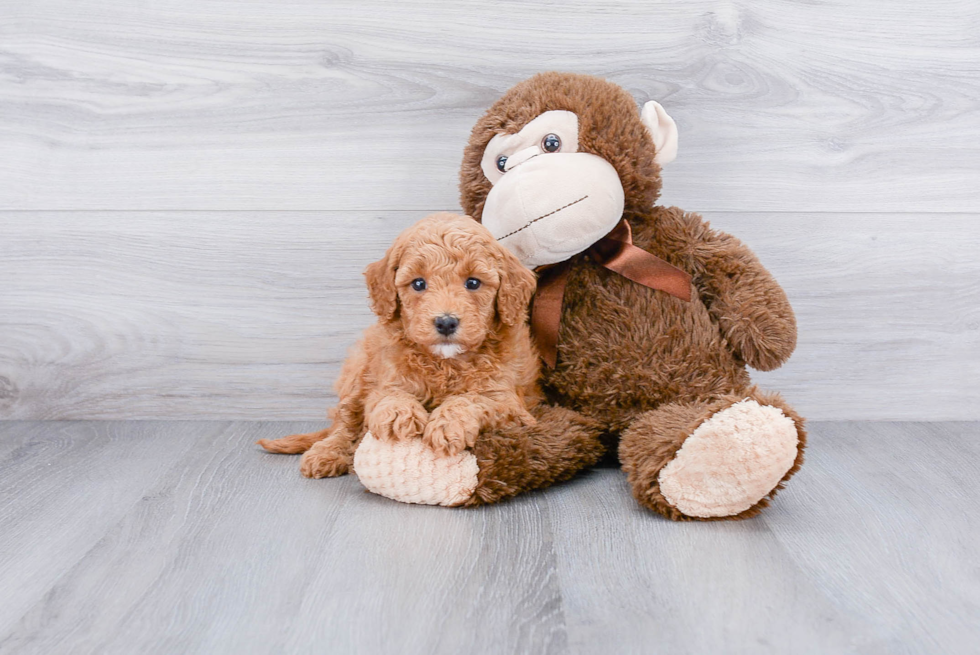 Adorable Golden Retriever Poodle Mix Puppy