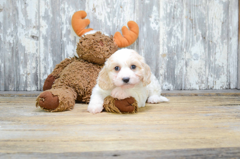 Cavachon Puppy for Adoption