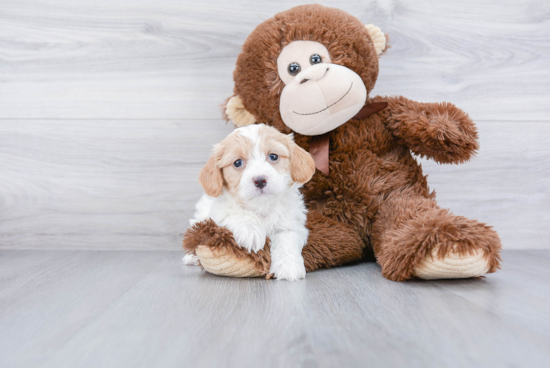 Smart Cavachon Designer Pup