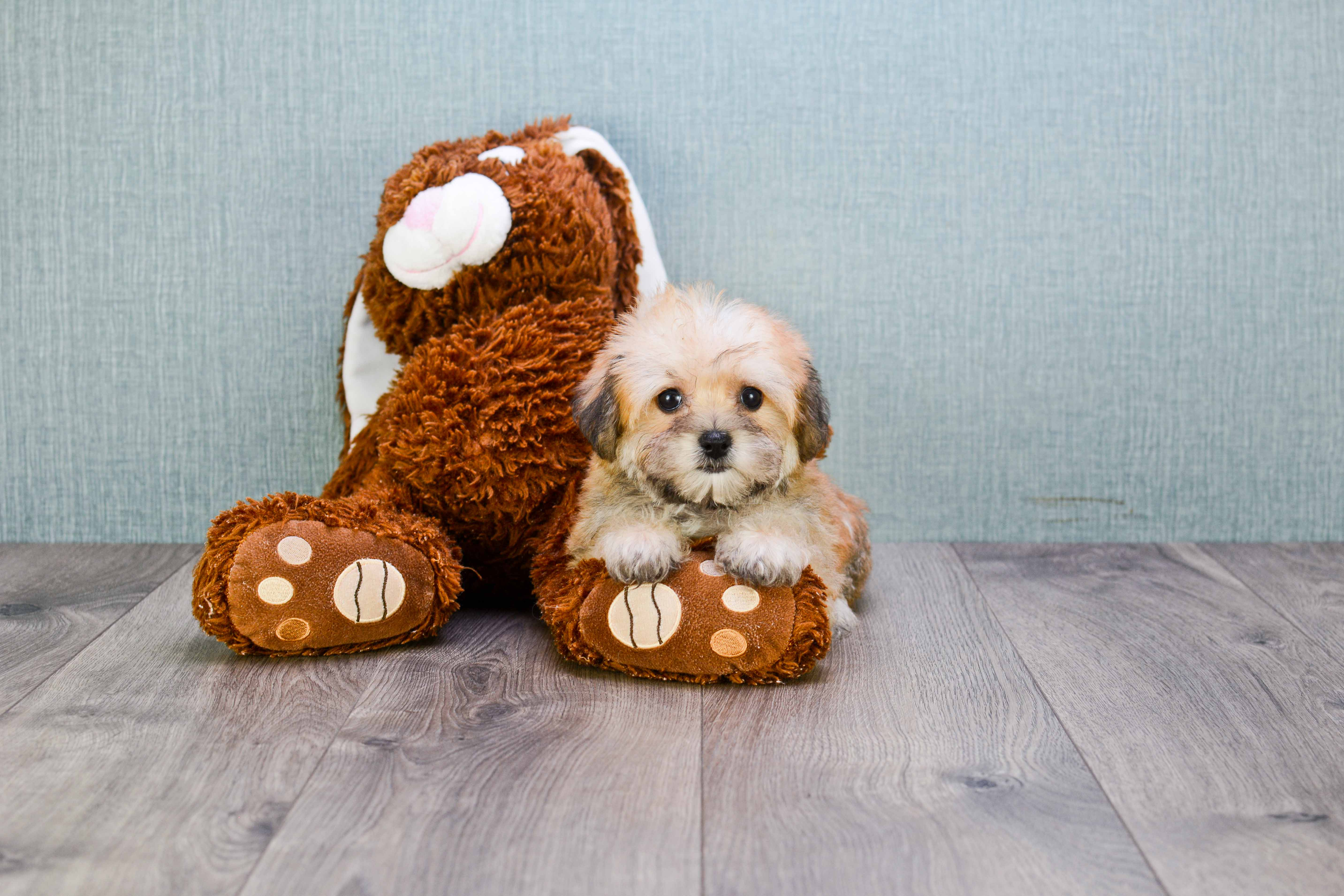 Morkie Pup Being Cute