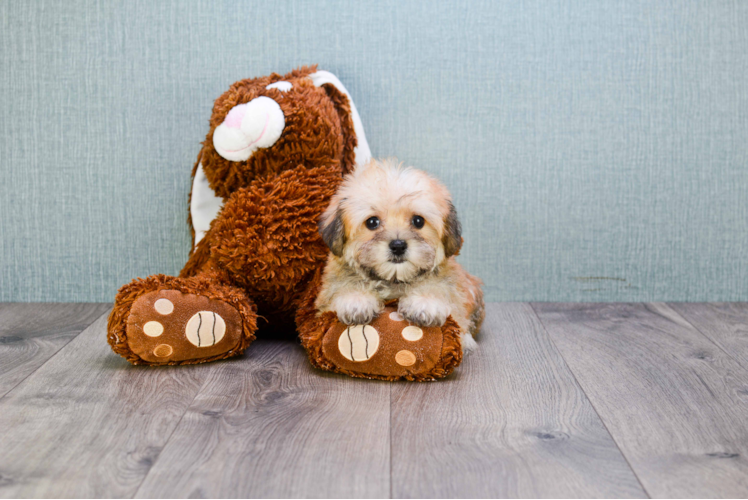 Morkie Pup Being Cute