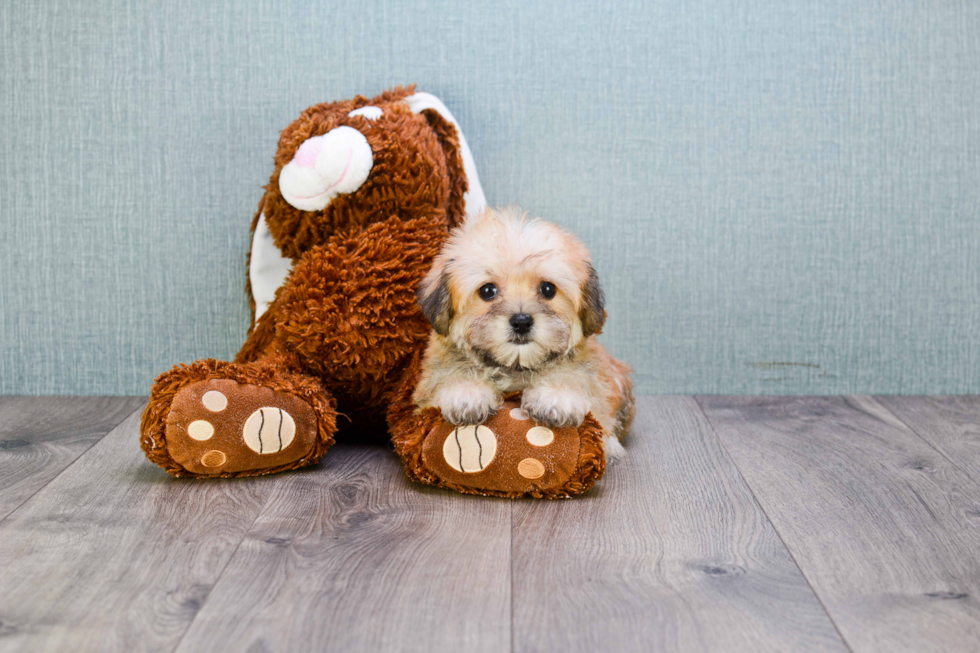 Morkie Pup Being Cute