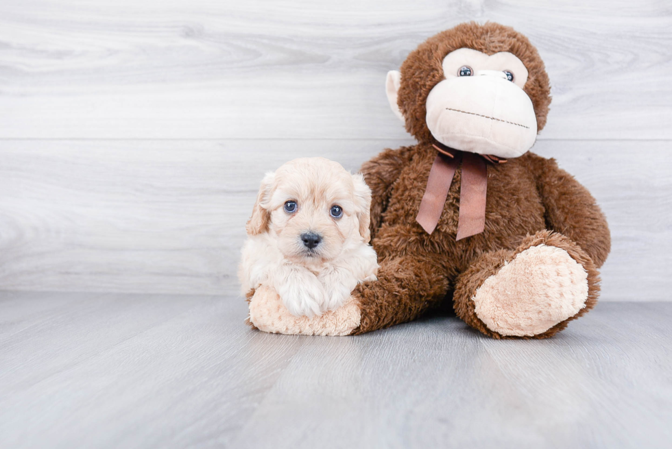 Funny Cavachon Designer Pup