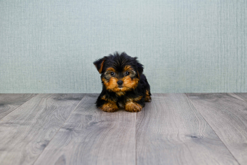 Meet Rascal - our Yorkshire Terrier Puppy Photo 