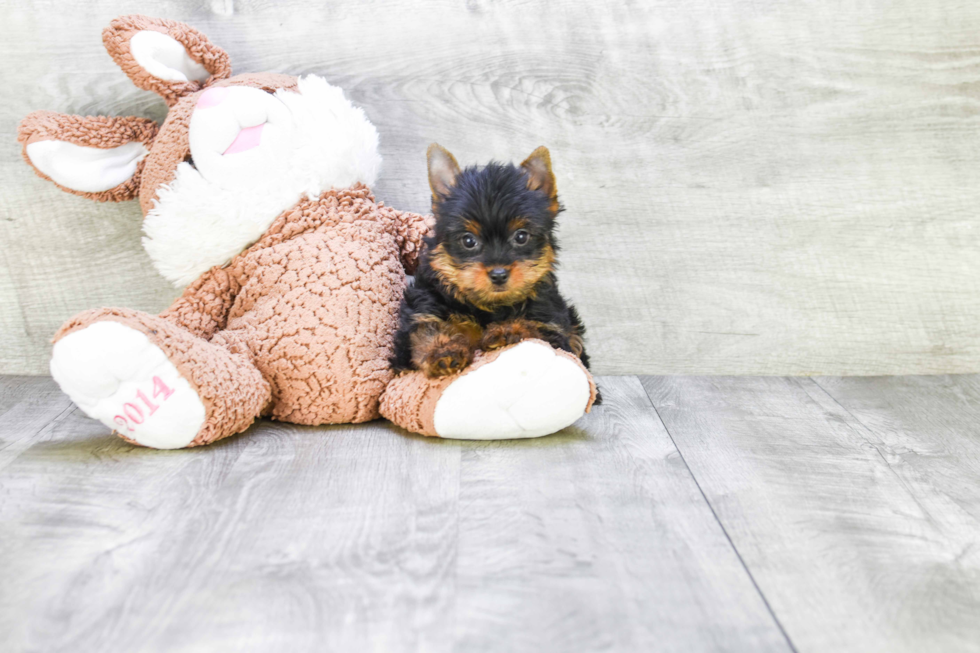 Meet Steph - our Yorkshire Terrier Puppy Photo 