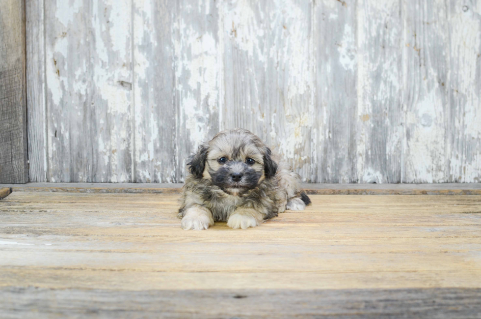 Teddy Bear Puppy for Adoption