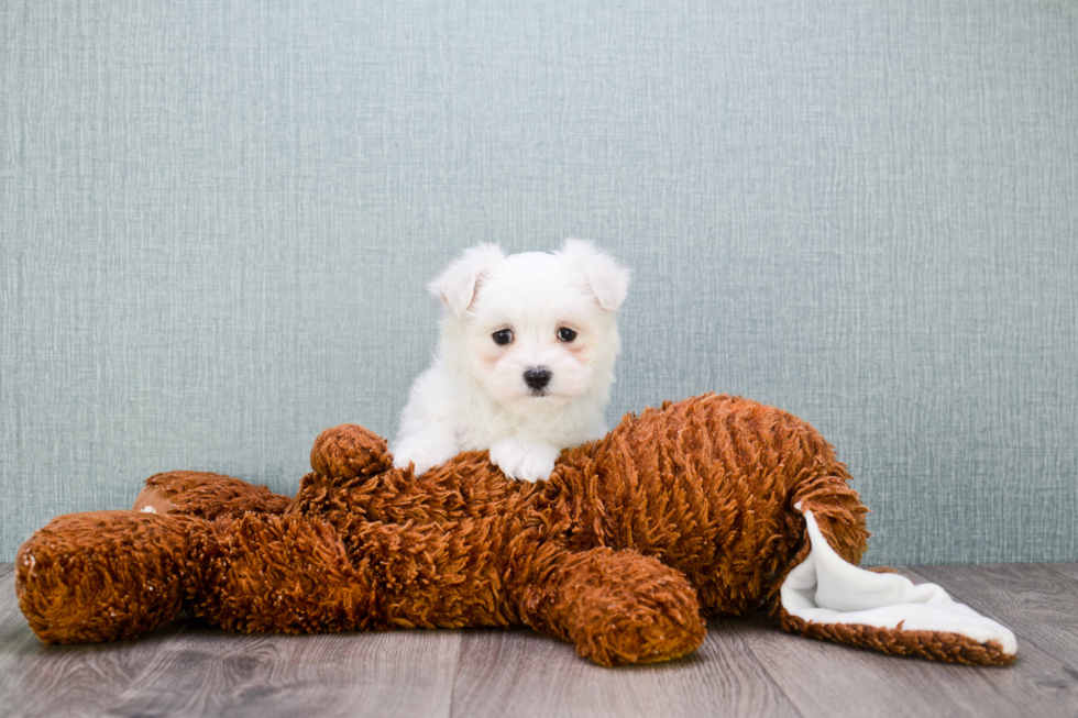 Best Maltipoo Baby