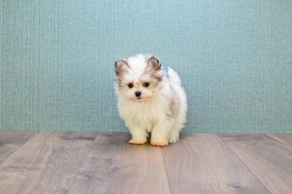 Maltipom Puppy for Adoption