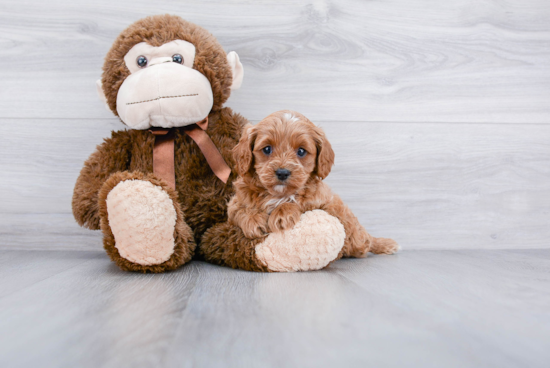 Popular Cavapoo Poodle Mix Pup