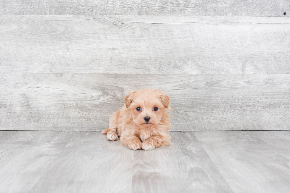 Popular Maltipoo Poodle Mix Pup