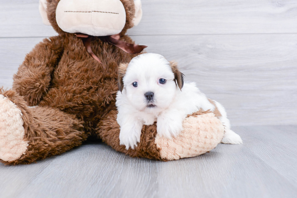 Happy Teddy Bear Baby