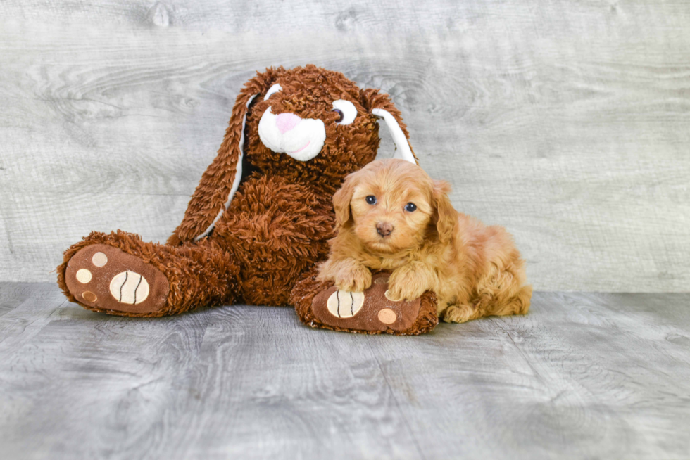 Little Golden Retriever Poodle Mix Puppy